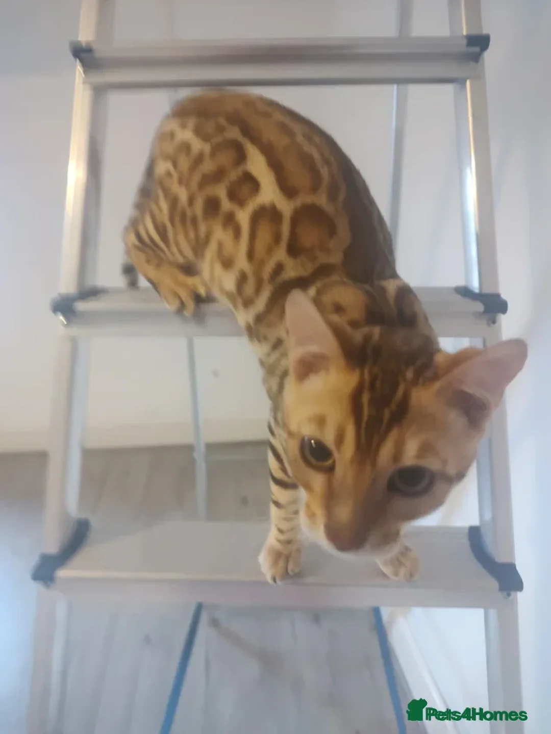 Bengal cats for sale: Bengal boy kitten - Advert 1
