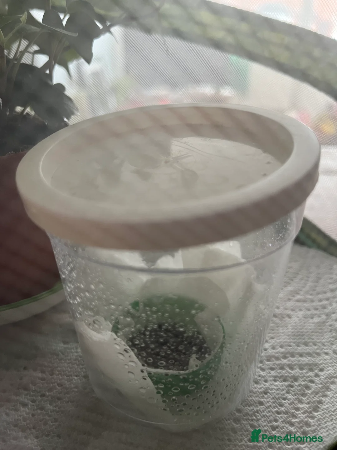 Stick Insects invertebrates for sale: Indian Stick Insects Eggs - Advert 2