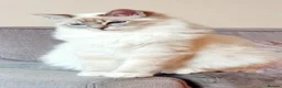 Ragdoll cats for sale: Flame Point Ragdoll Boy Last Available  - Advert 4