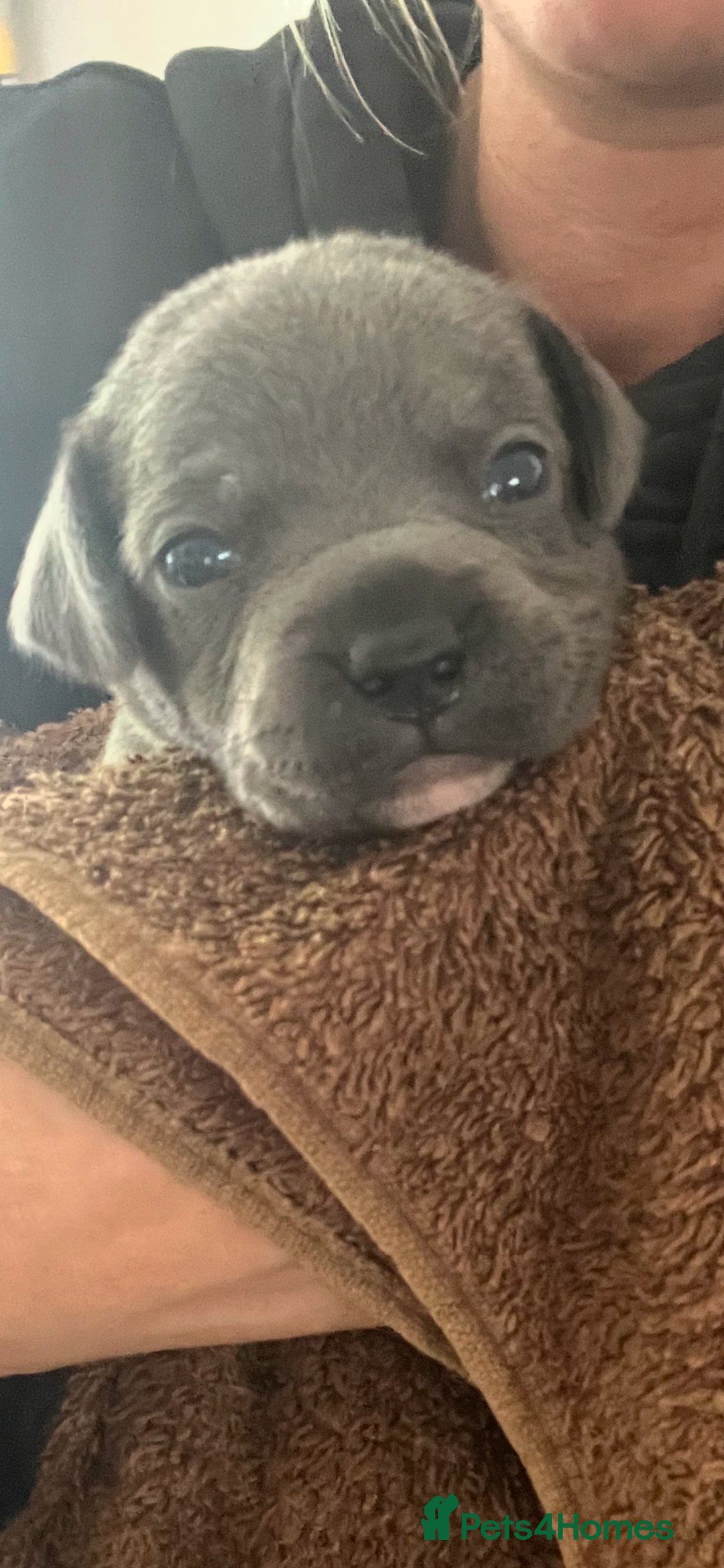 Mixed Breed dogs for sale: 🏡 Staff x American Bulldog Puppies  - Image 19