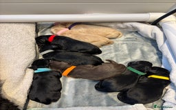 Mixed Breed dogs for sale: Gorgeous Ultimate Doodles! - Image 1