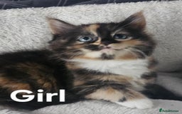 Maine Coon cats for sale: Kittens ready for a new home - Image 14