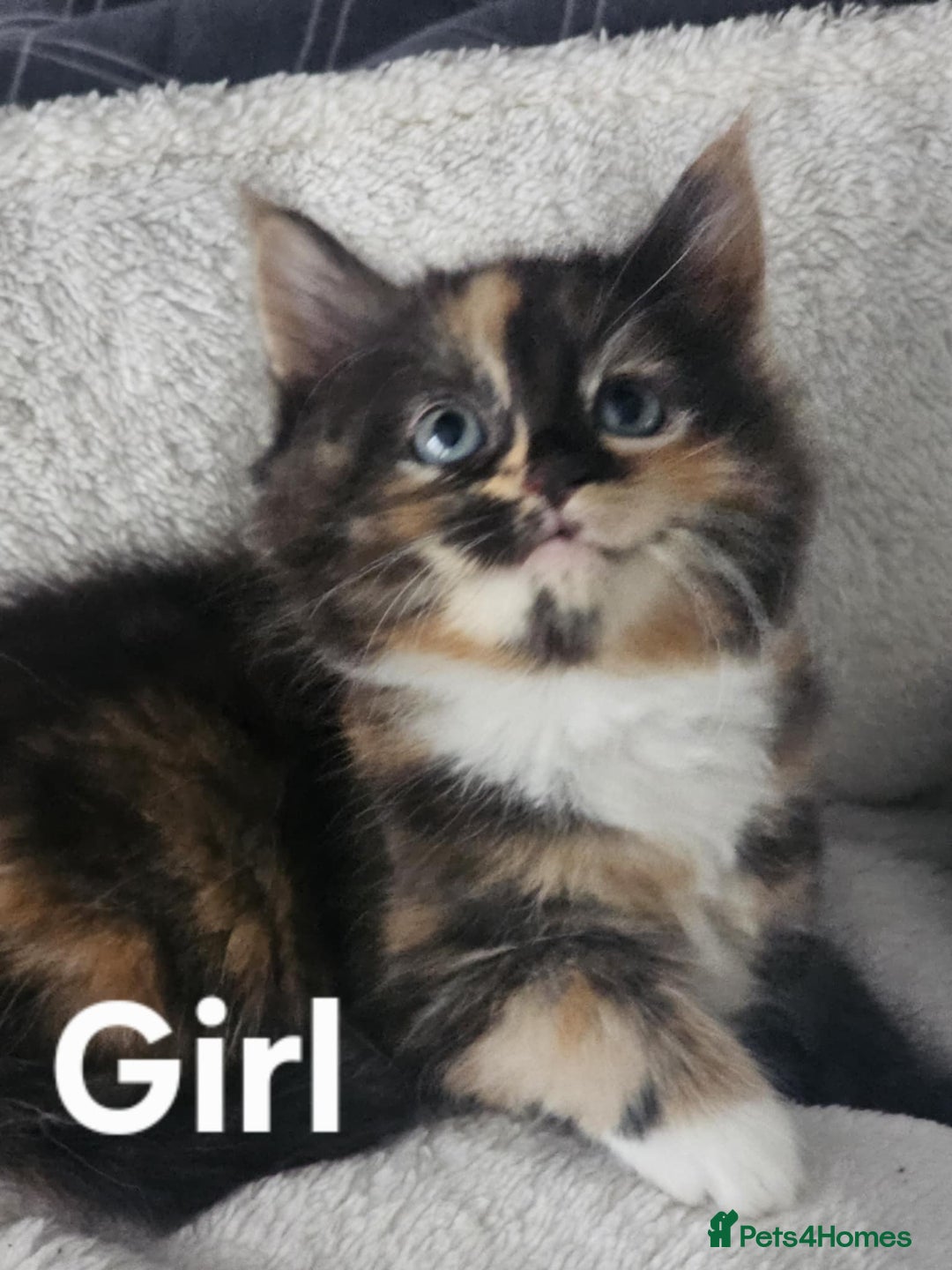 Maine Coon cats for sale: Kittens ready for a new home - Image 14