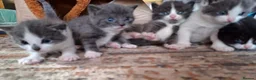 Mixed Breed cats for sale: 4 kittens - Advert 6