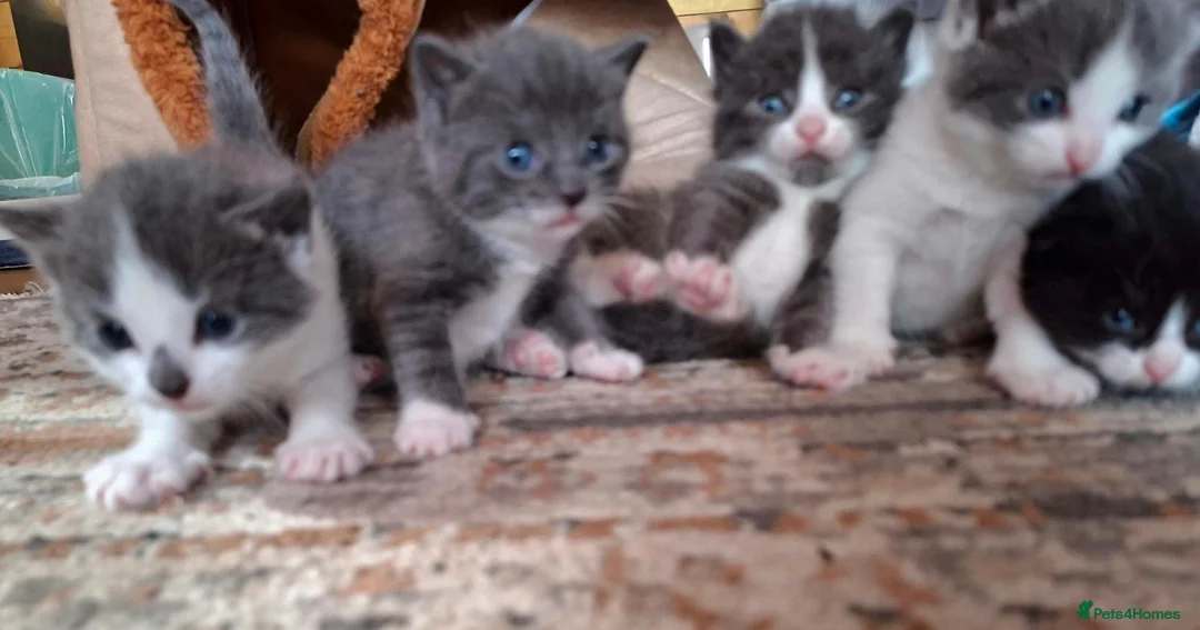 Mixed Breed cats for sale: 4 kittens - Advert 6