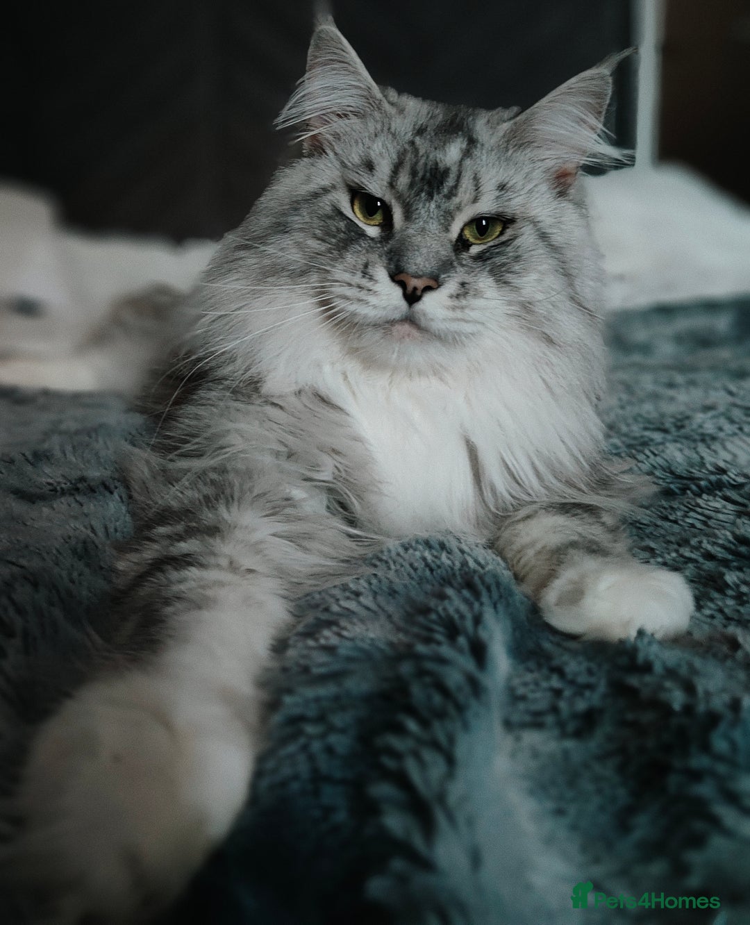 Maine Coon cats for sale: European Mainecoon Cat - Advert 1