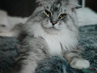 Maine Coon cats European Mainecoon Cat - Advert 1