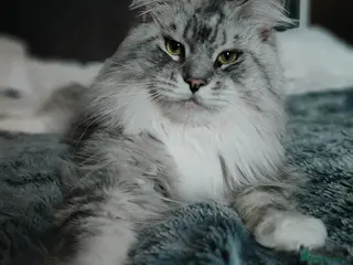 Maine Coon cats European Mainecoon Cat - Advert 2