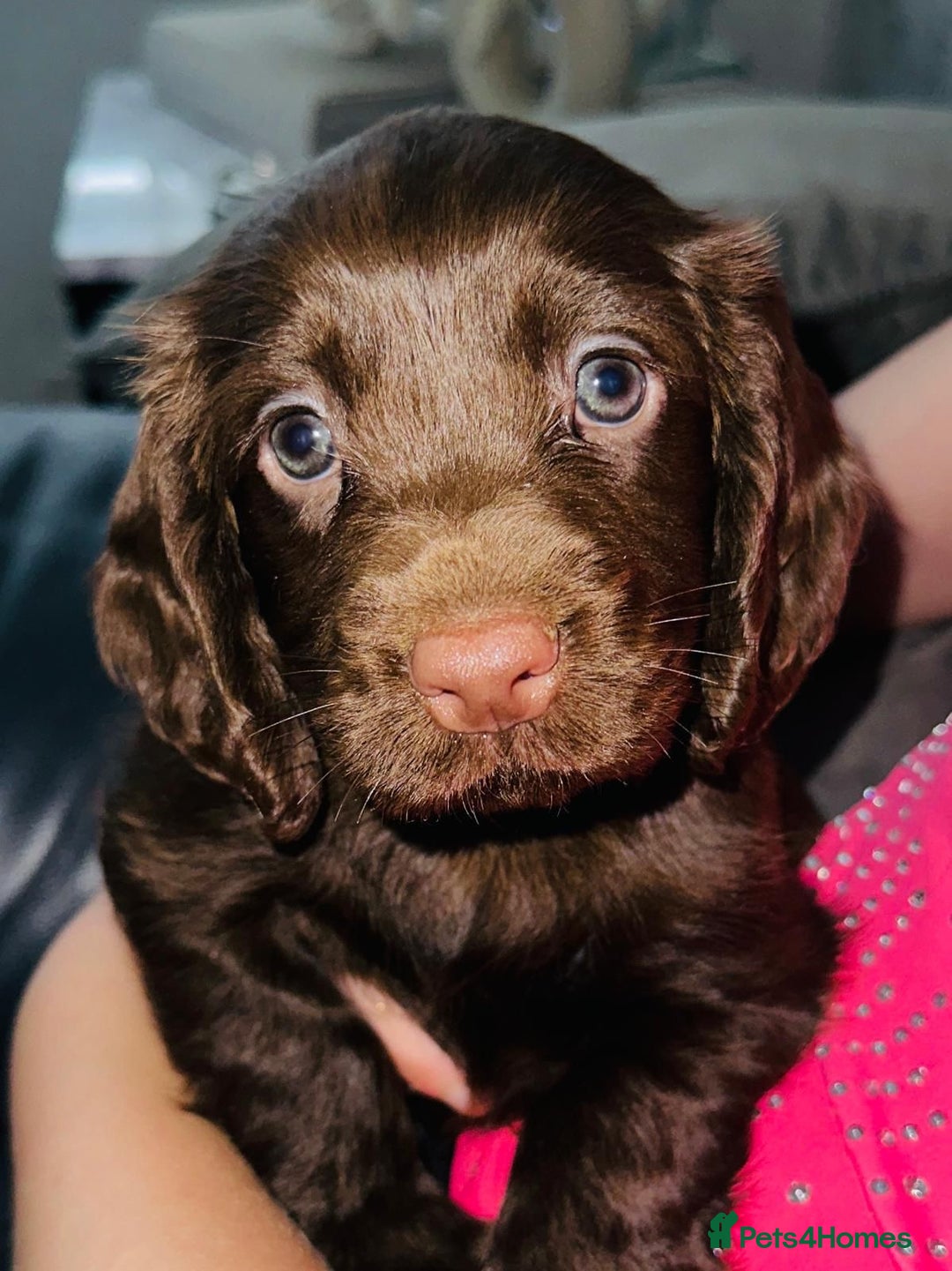 Cocker Spaniel dogs for sale: Working Cocker spaniel FTCH Bloodline  - Image 16