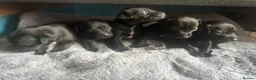 Patterdale Terrier dogs for sale: Patterdale terrier puppies  - Advert 7