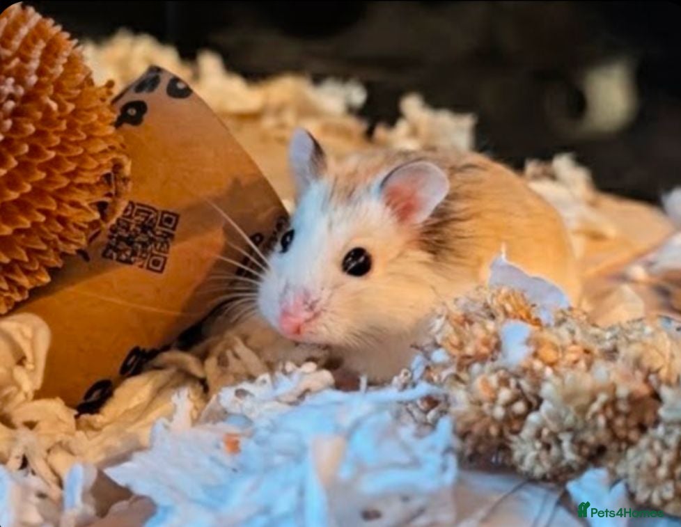 Hamster rodents Hundred Acre Hamster Rescue  - Advert 1