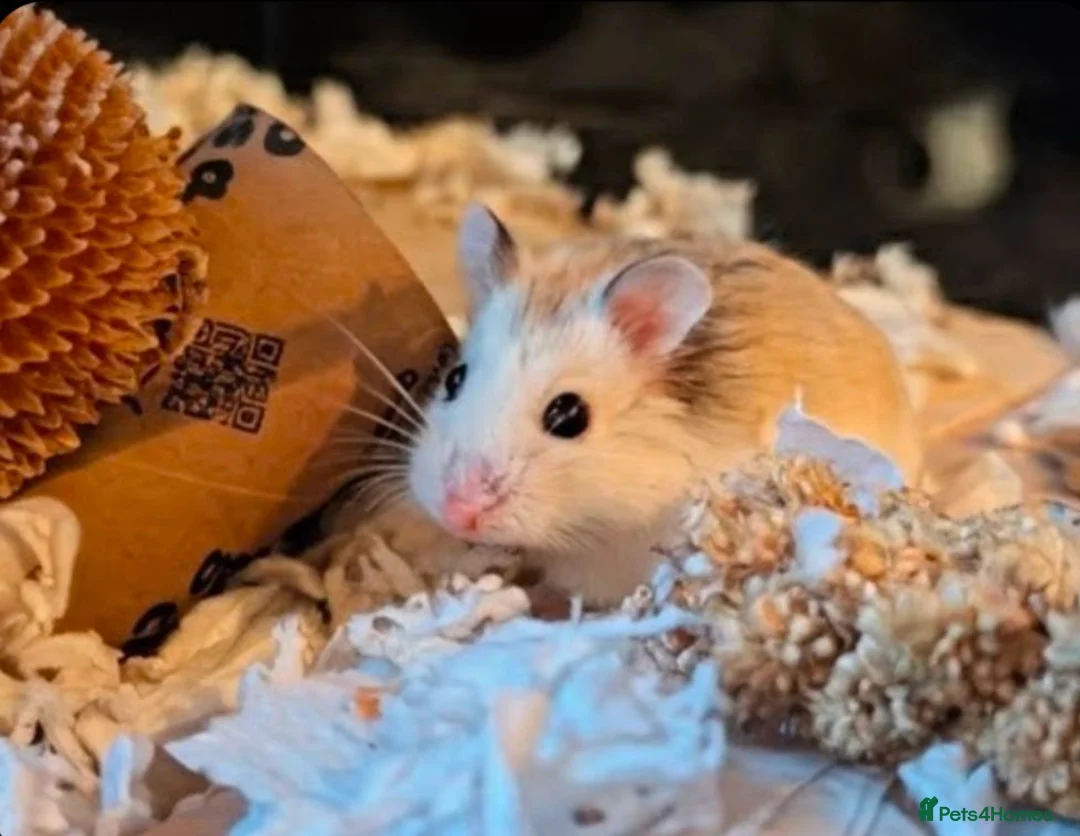 Hamster rodents for sale: Hundred Acre Hamster Rescue  in Hamilton - Advert 1