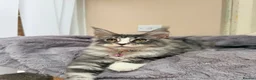Maine Coon cats for sale: Beautiful pedigree FEMALE Maine Coon kitten - Advert 13