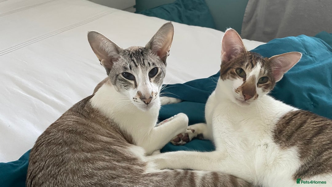 Peterbald cats for sale: Theo and Lewis (ginger )  - Image 12