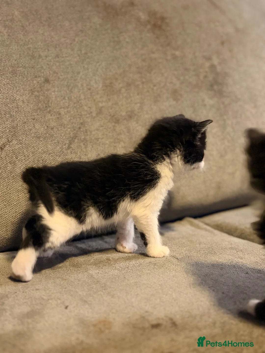 Norwegian Forest Cat cats for sale: Beautiful bengal X Norwegian forest male kittens  in Nottingham - Advert 4
