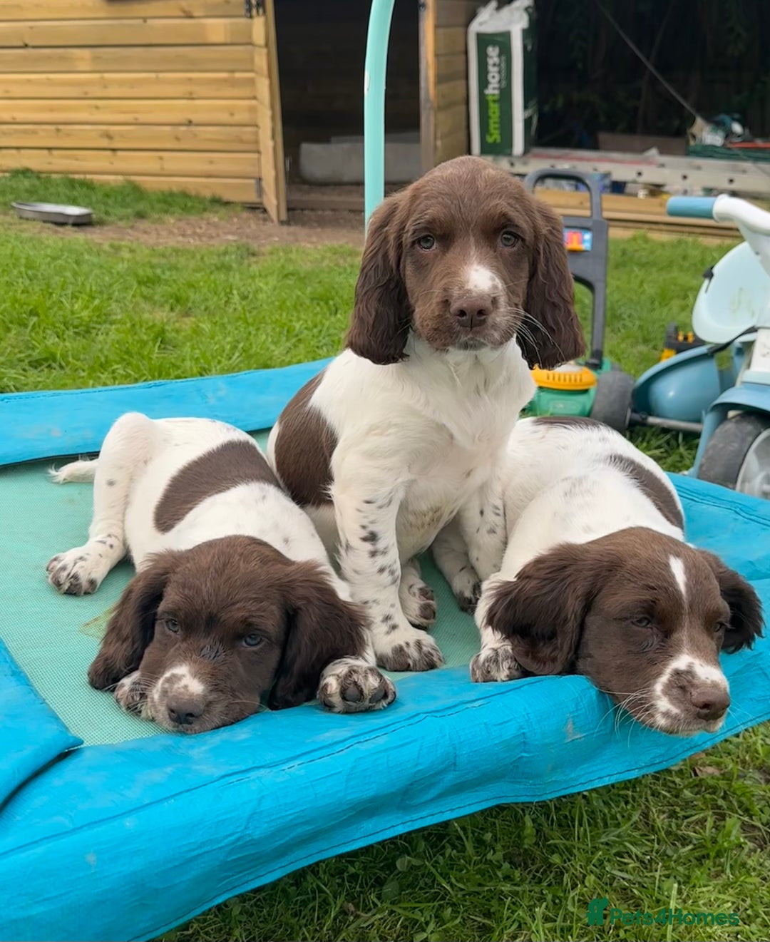 English Springer Spaniel dogs for sale: READY TO GO - KC Reg, Docked, Springer Puppies - Image 6