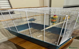 Budgerigars birds for sale: Blue budgie looking new home - Image 3