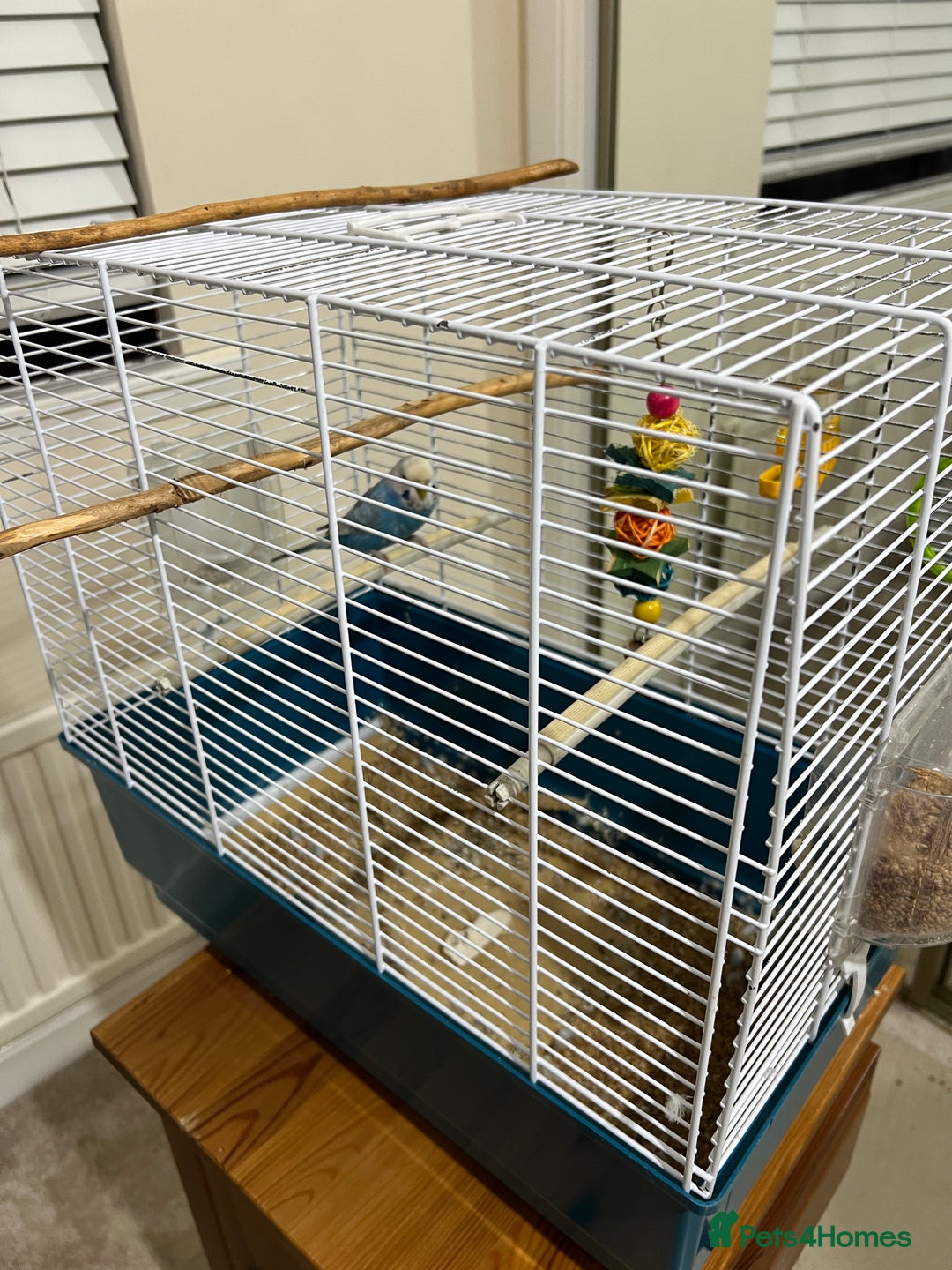 Budgerigars birds for sale: Blue budgie looking new home - Image 3