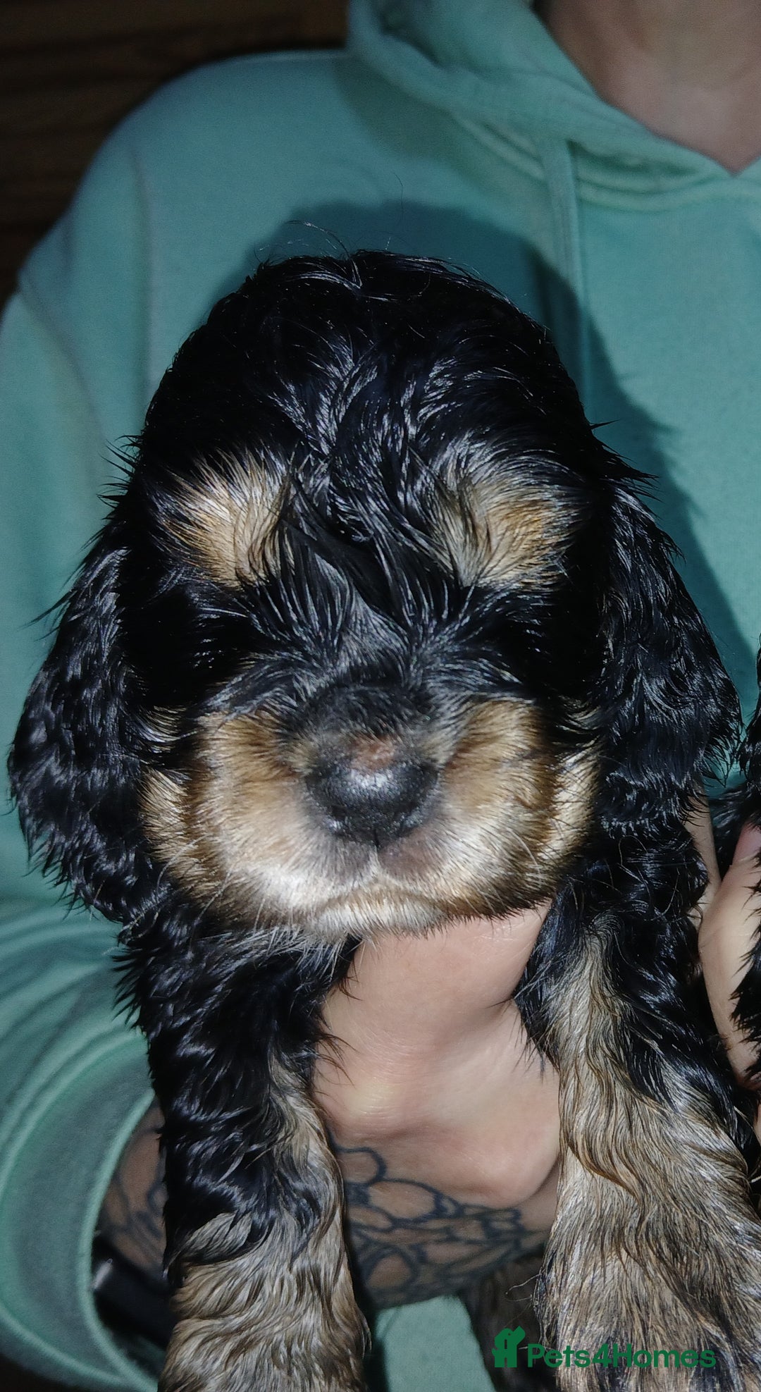 Cocker Spaniel dogs for sale: 1 male 1 Female Stunning KC Show Cocker Puppies - Advert 3