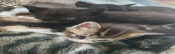 Mixed Breed cats for sale: Five adorable and playful kittens - Advert 9