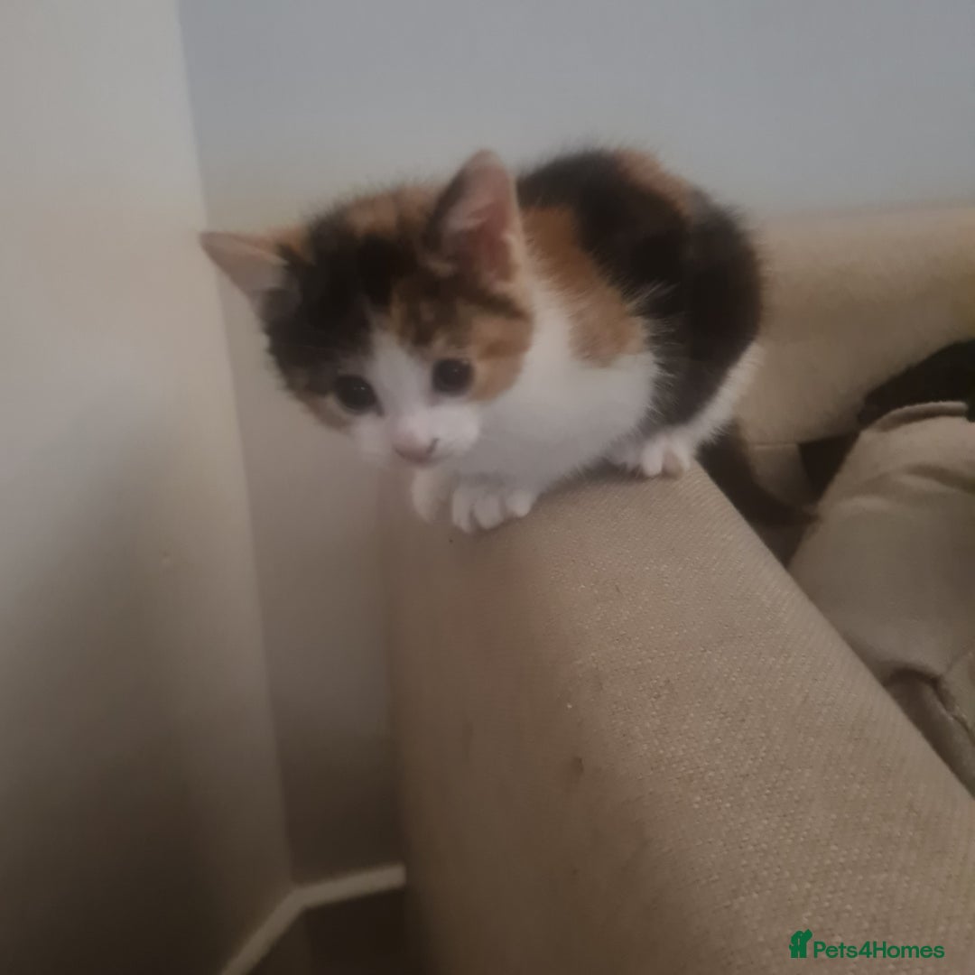 Mixed Breed cats for sale: Beautiful kittens - Advert 7