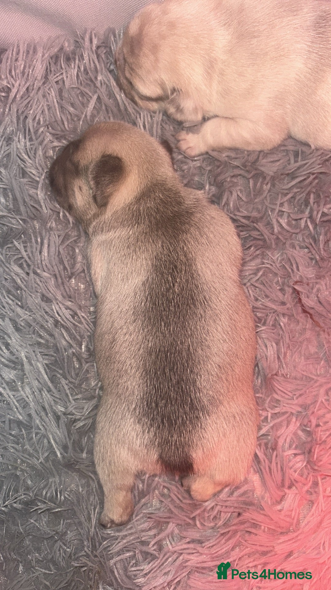 French Bulldog dogs for sale: French bulldogs pedigree - Advert 4