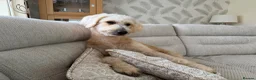 Goldendoodle dogs for sale: GOLDENDOODLE F1 in Mansfield - Advert 8