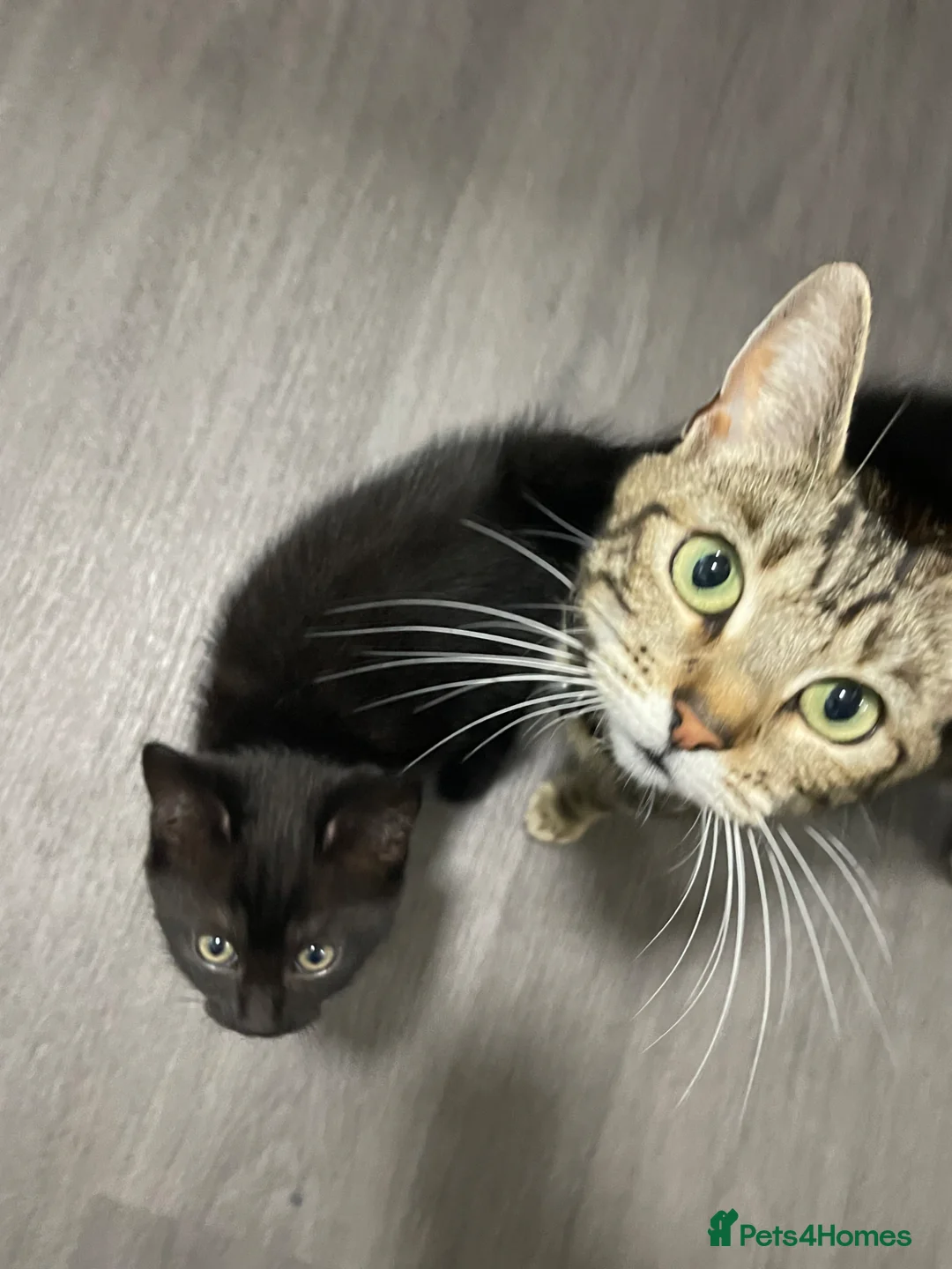 Mixed Breed cats for sale: Kittern - Advert 8