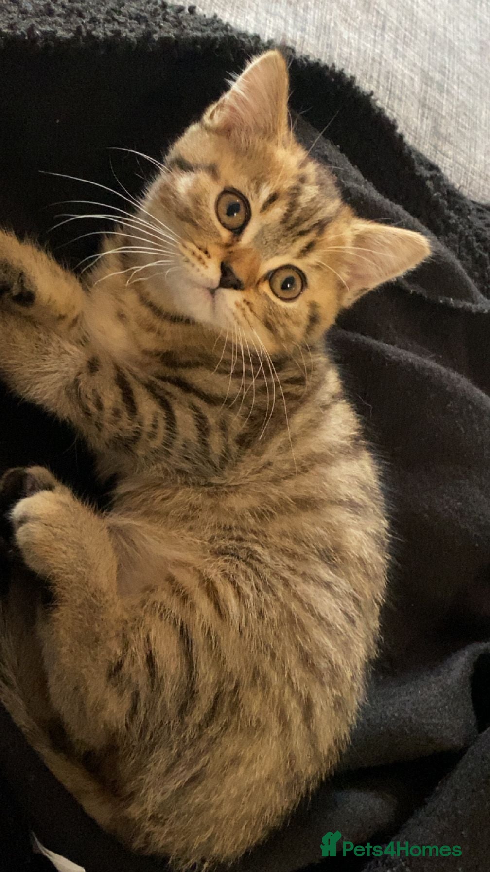 British Shorthair cats British short hair 2 females and 2 males - Advert 4
