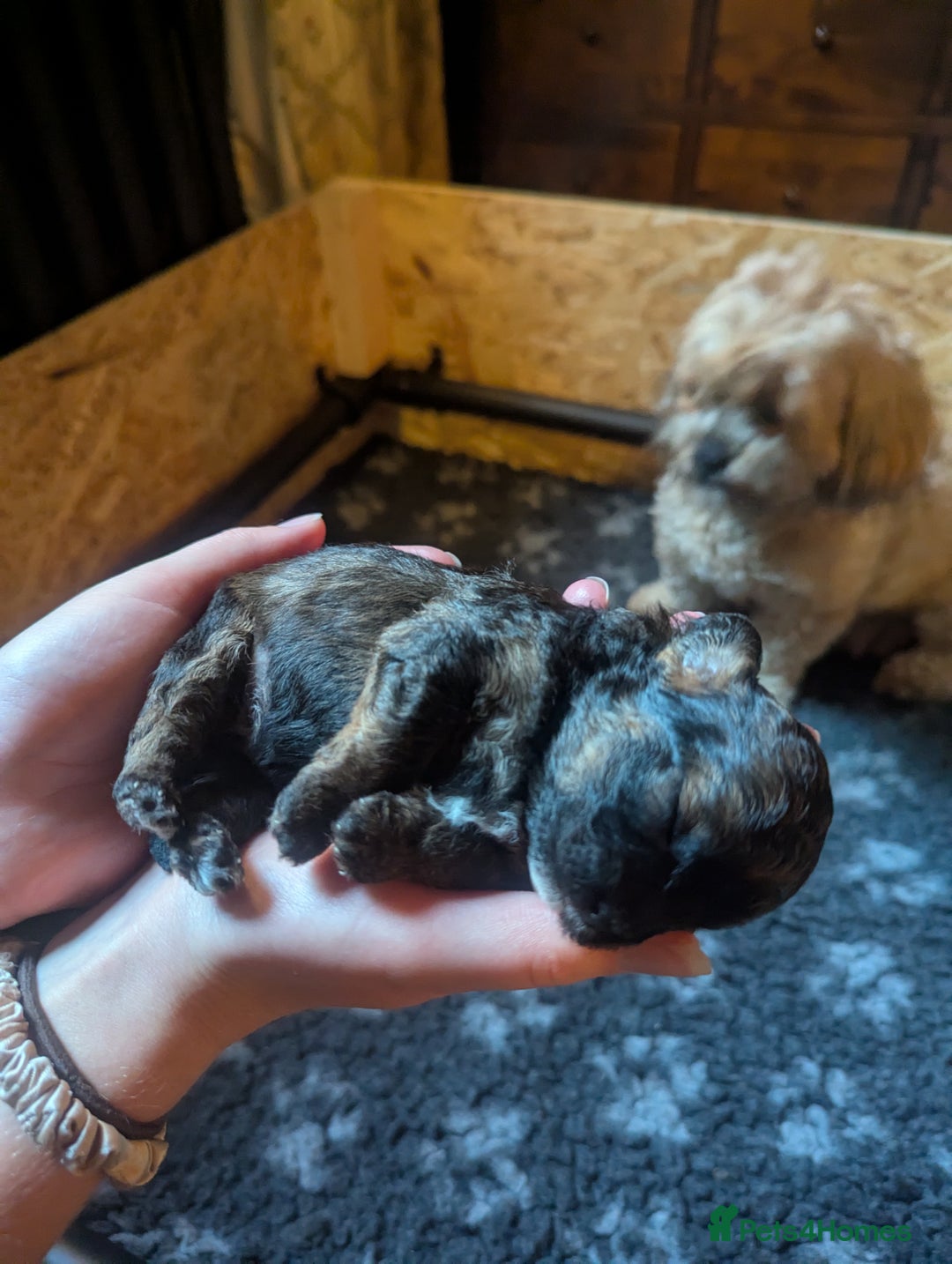 Shihpoo dogs for sale: F2 shihpoo puppies. - Image 8