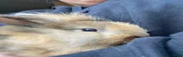 Lionhead rabbits for sale: Lion head rabbit in Dukinfield - Advert 2