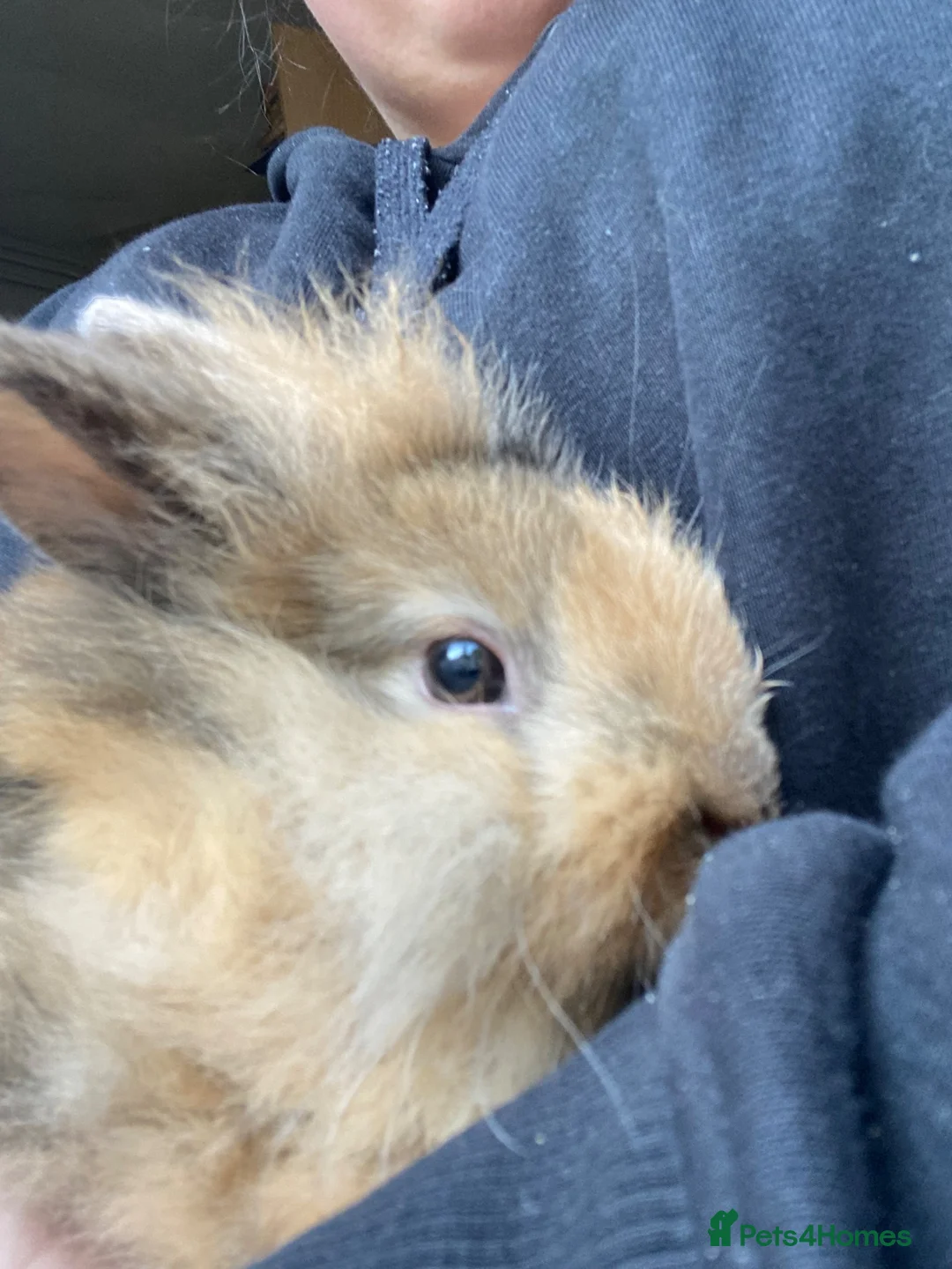 Lionhead rabbits for sale: Lion head rabbit in Dukinfield - Advert 2