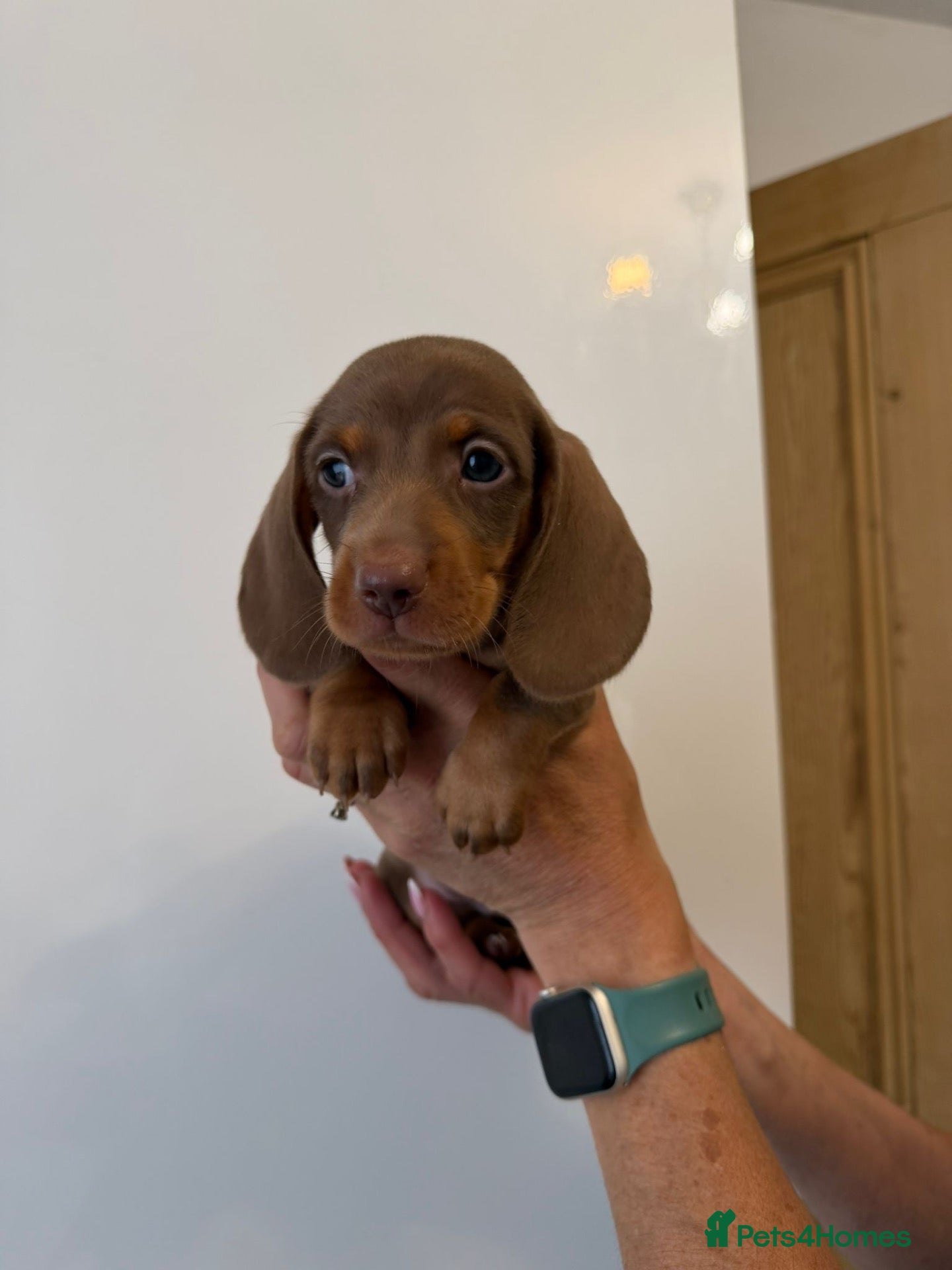 Miniature Dachshund dogs 🤩4 stunning miniature dachshund 🤩 - Advert 4