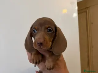 Miniature Dachshund dogs 🤩4 stunning miniature dachshund 🤩 - Advert 4