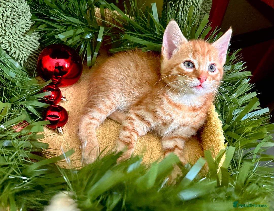 Mixed Breed cats for sale: Kittens from half Siamese mum - Advert 20