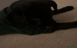 Labrador Retriever dogs for sale: Beautiful Lab looking for forever home - Image 3