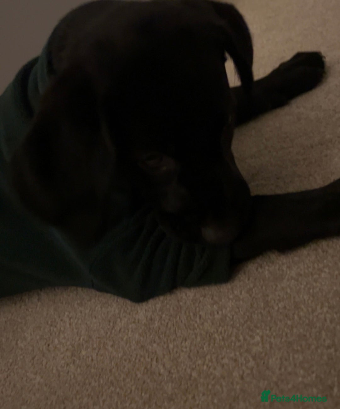 Labrador Retriever dogs for sale: Beautiful Lab looking for forever home - Image 3