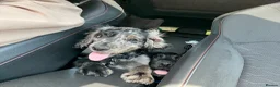 Cocker Spaniel dogs for sale: Merle cocker spaniel puppy - Advert 3
