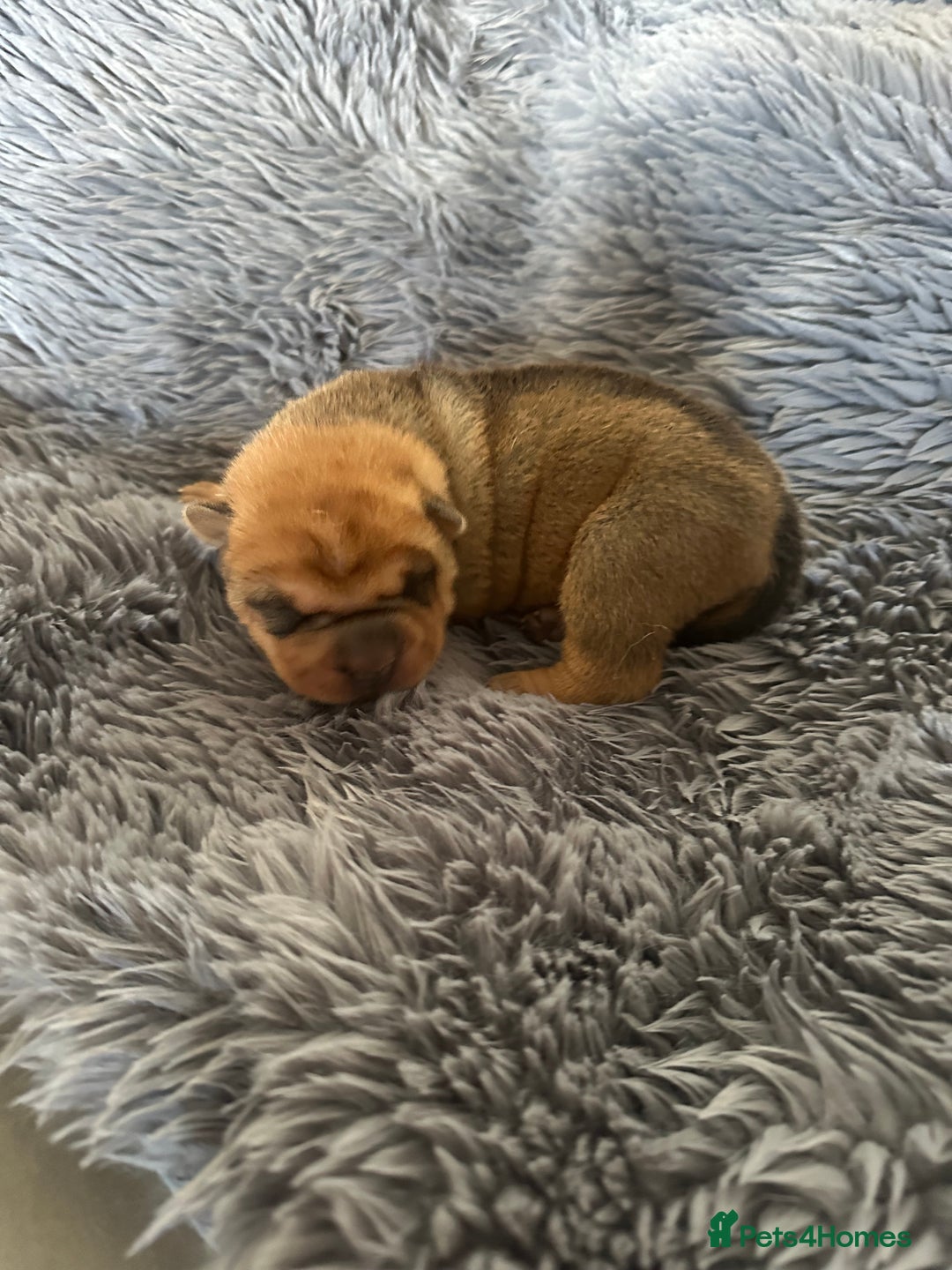 Shar Pei dogs for sale: Bear coat shar pei - Image 7