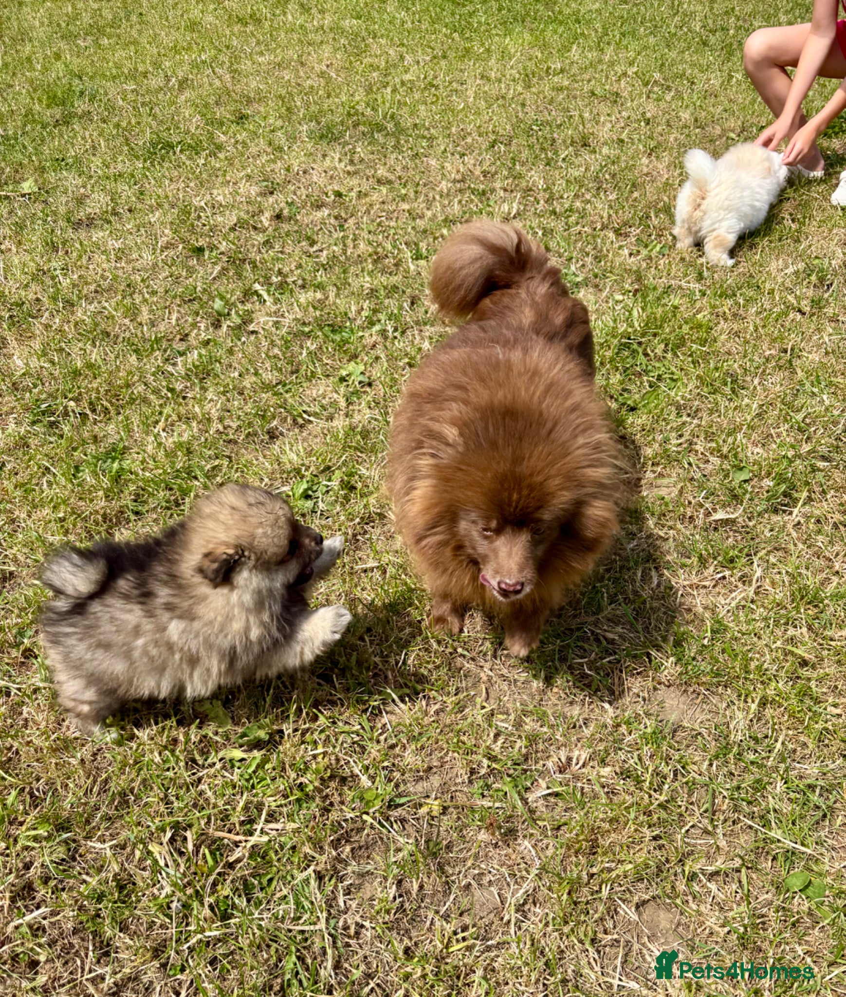 Pomeranian dogs Beautiful pups looking for forever homes - Advert 2