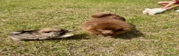 Pomeranian dogs for sale: Beautiful pups looking for forever homes - Advert 2