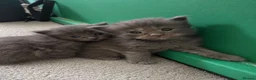 Maine Coon cats for sale: Maine Coon Kittens Russian & European Lines  - Advert 5