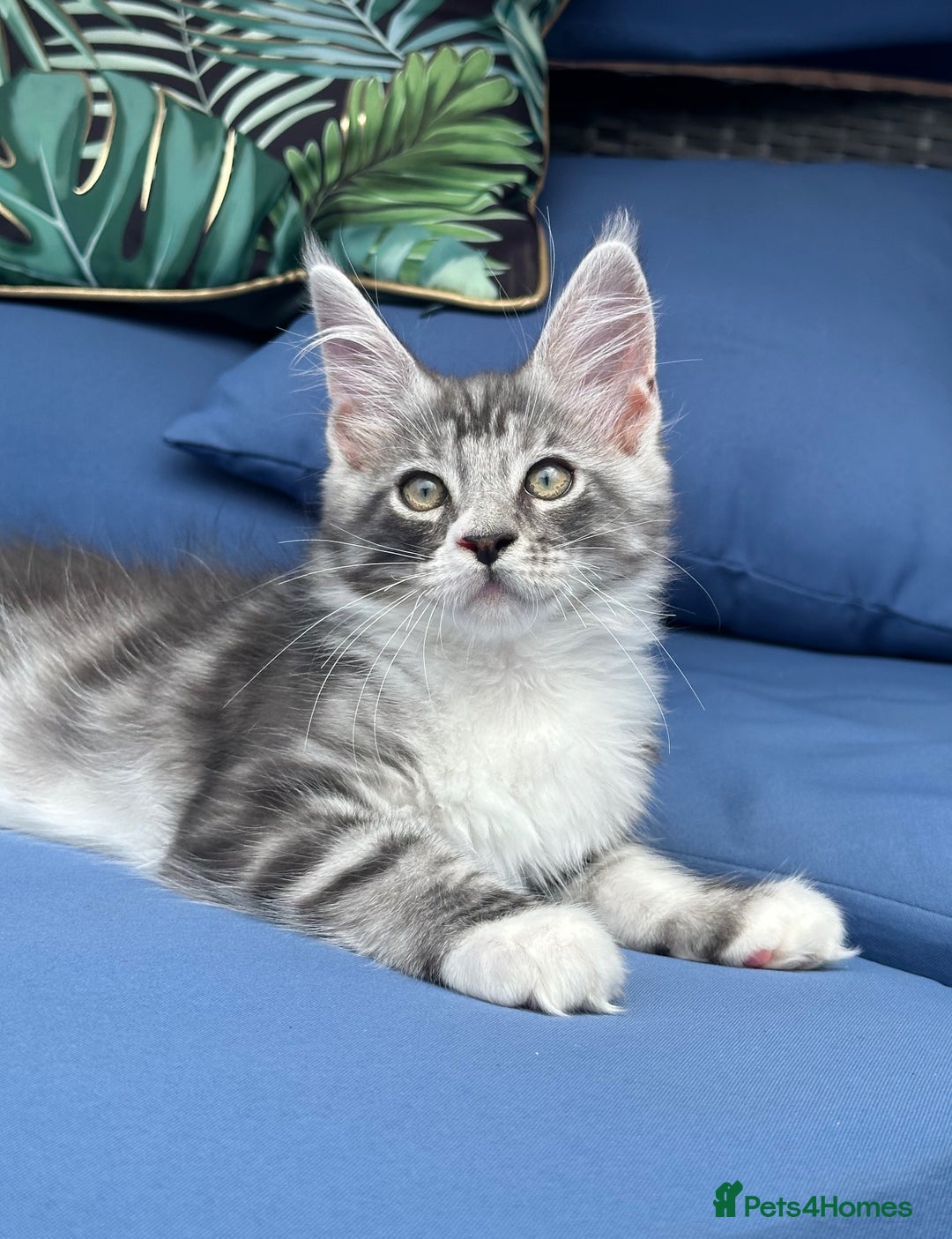 Maine Coon cats for sale: Maine Coons with Tests, Papers & Vet Checks  - Image 7