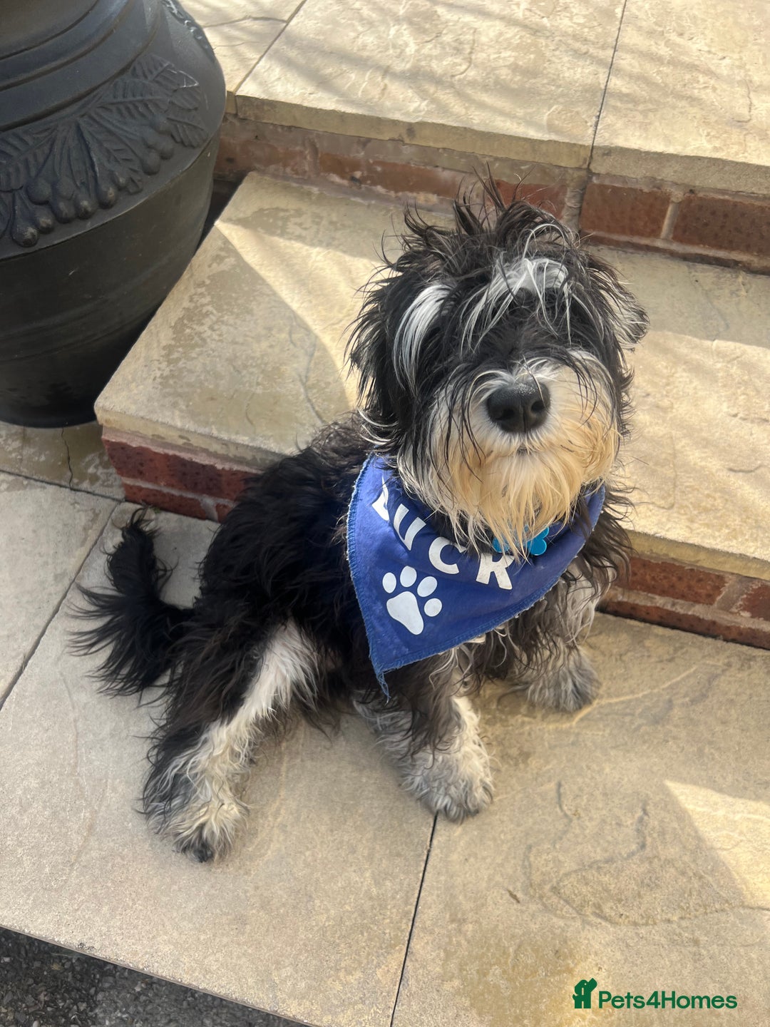 Miniature Schnauzer dogs for stud: 🐾🌟Miniature Schnauzer Stunning Stud 🌟🐾 - Advert 10