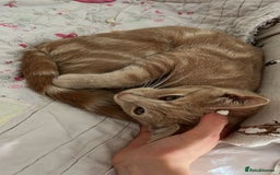 American Shorthair cats for sale: Very friendly ginger kitten  - Image 3