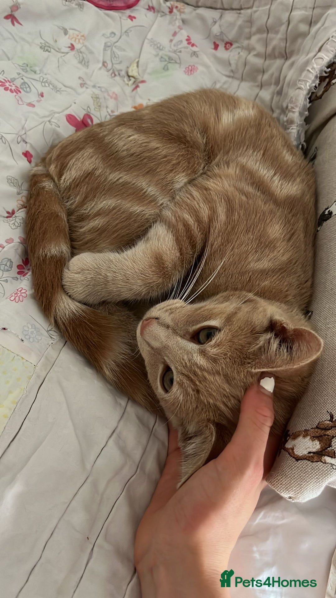 American Shorthair cats for sale: Very friendly ginger kitten  - Image 3