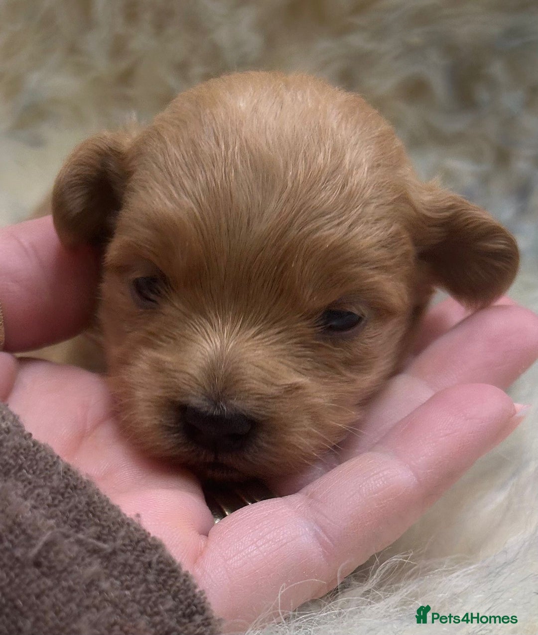 Maltipoo dogs for sale: Red Toy Maltipoos  - Advert 3