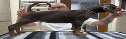 Dobermann dogs for sale: Top Quality Dobermann Puppies Available - Advert 7