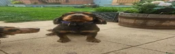 Cocker Spaniel dogs for sale: Show type Cocker Spaniels - Advert 13