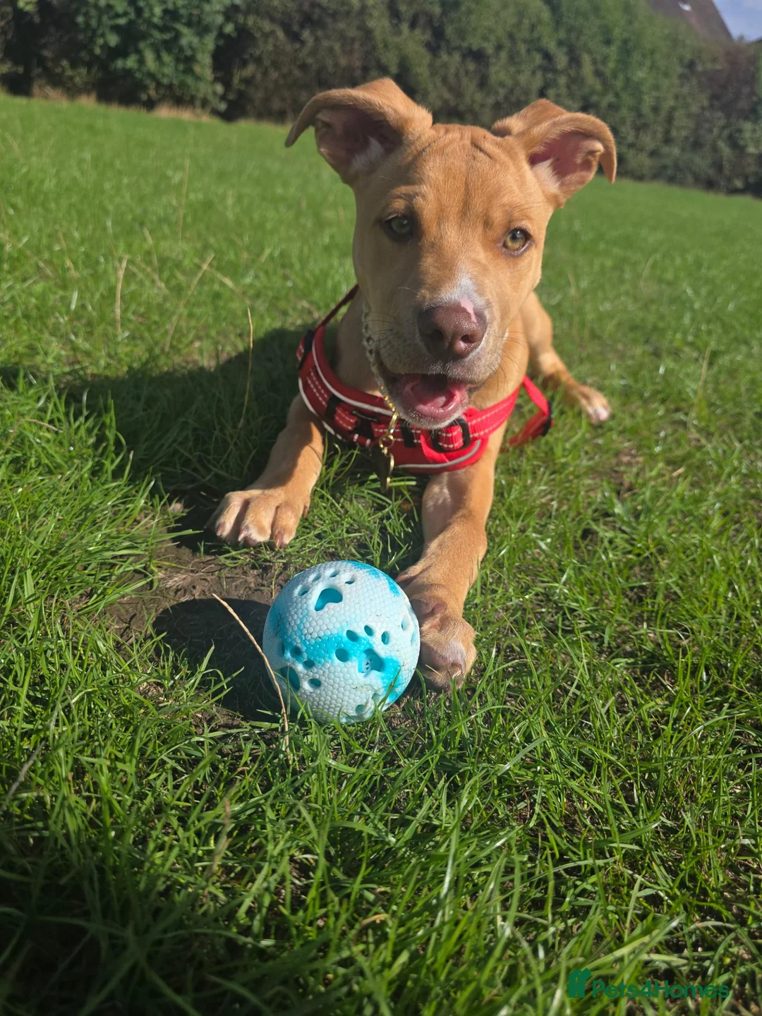 Mixed Breed dogs for sale: Oakley in Nottingham - Advert 1